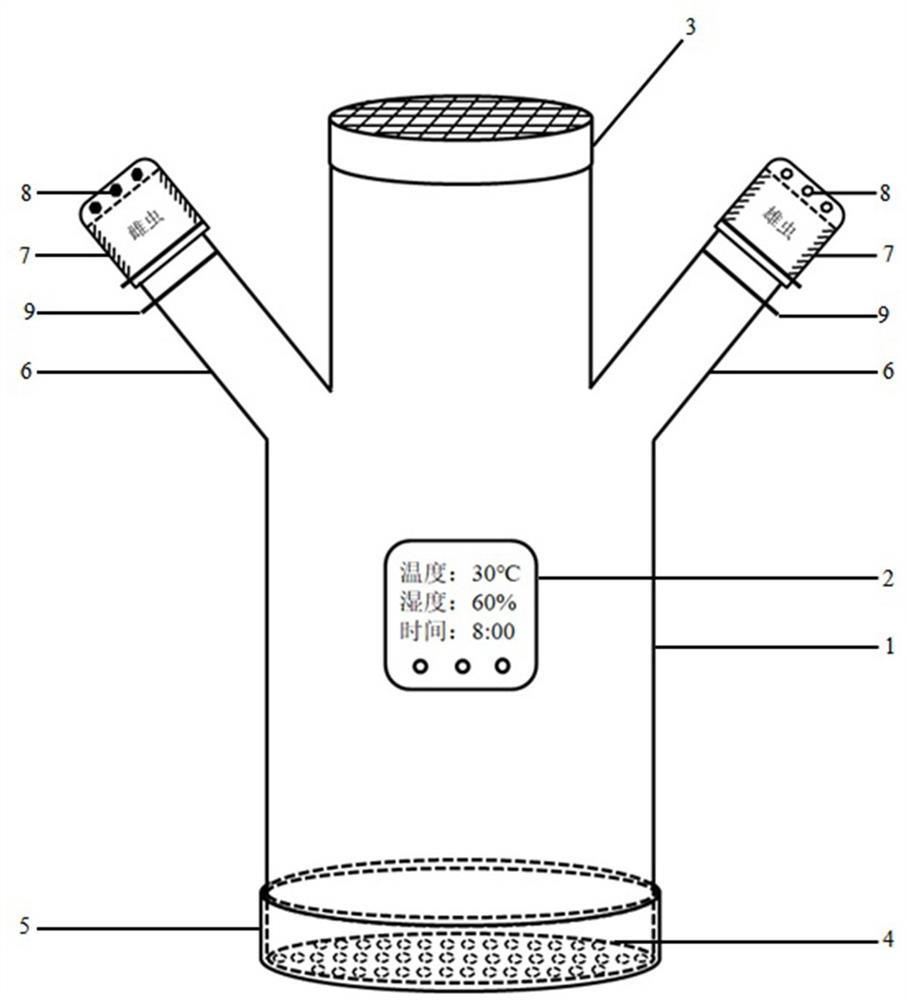 Tobacco beetle rearing and separating device and method for separating male and female adults using the device