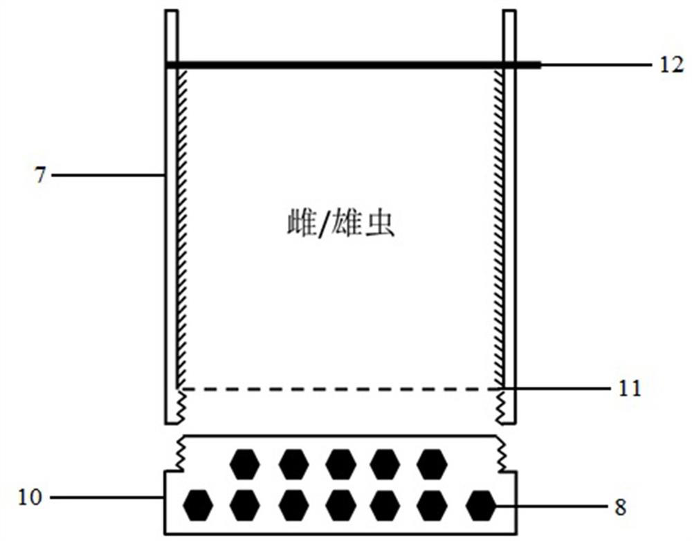 Tobacco beetle rearing and separating device and method for separating male and female adults using the device