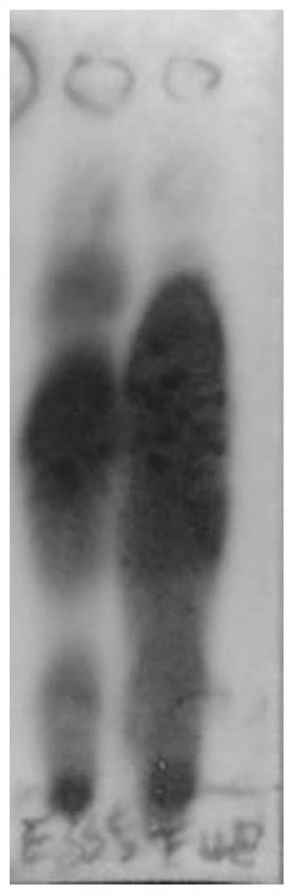 Two triterpenoids in sabia parviflora and preparation method thereof