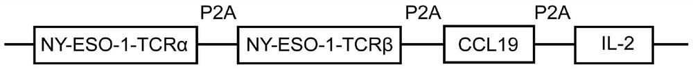 Construction method and application of novel gene modification enhanced NY-ESO-1 specific TCR-T model