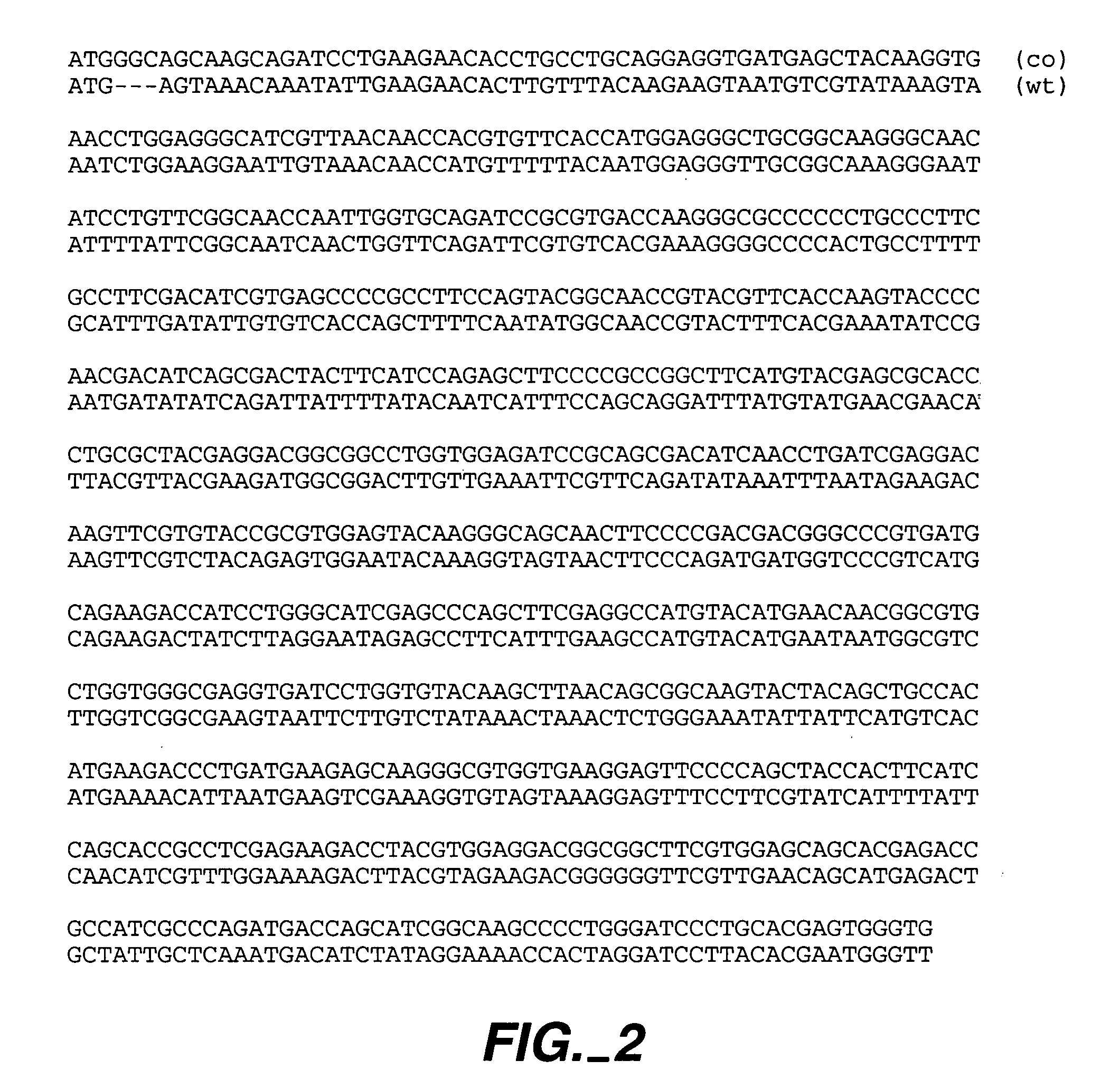 Methods and compositions comprising <i>Renilla </i>GFP