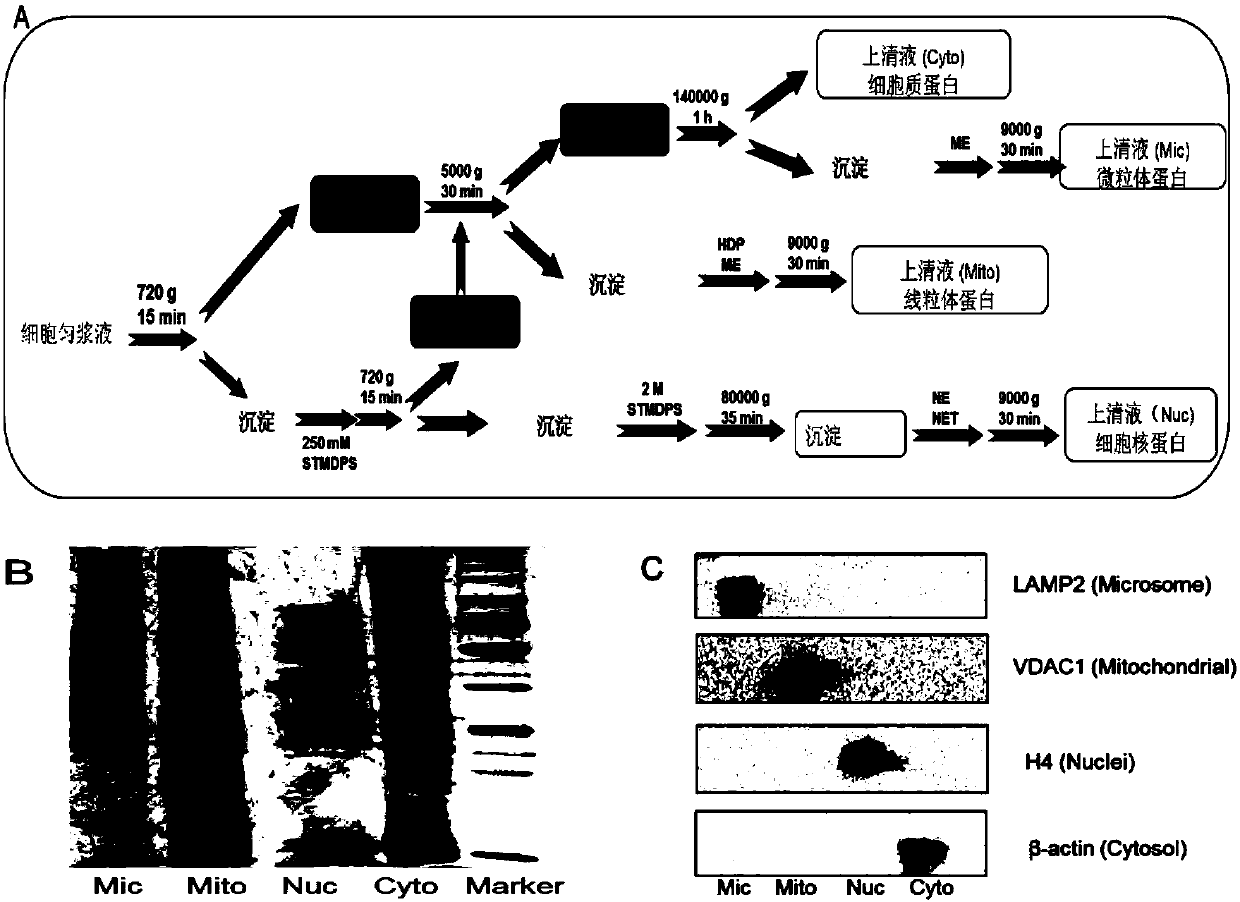 A characteristic n-linked sugar chain of subcellular structure and its application