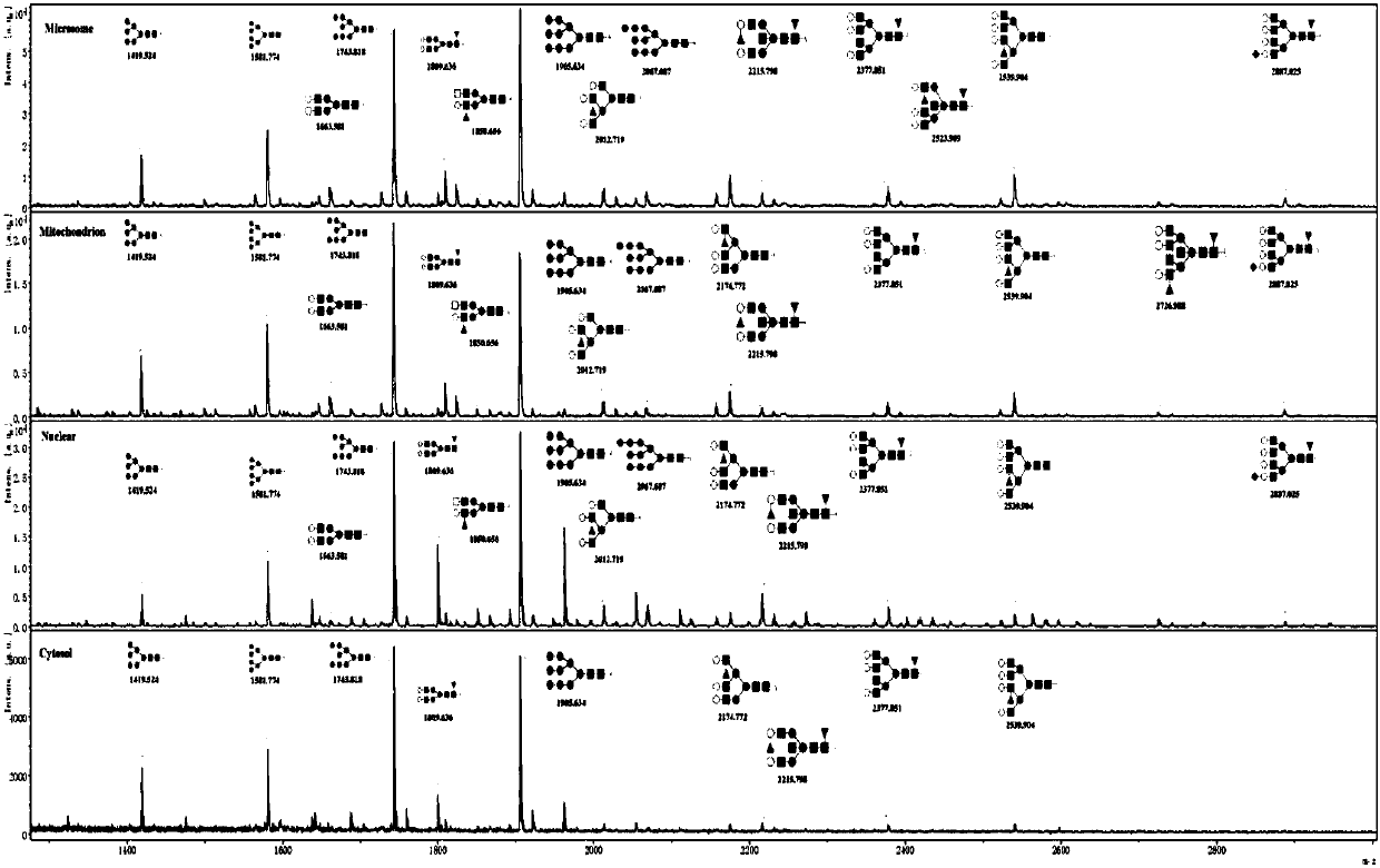 A characteristic n-linked sugar chain of subcellular structure and its application