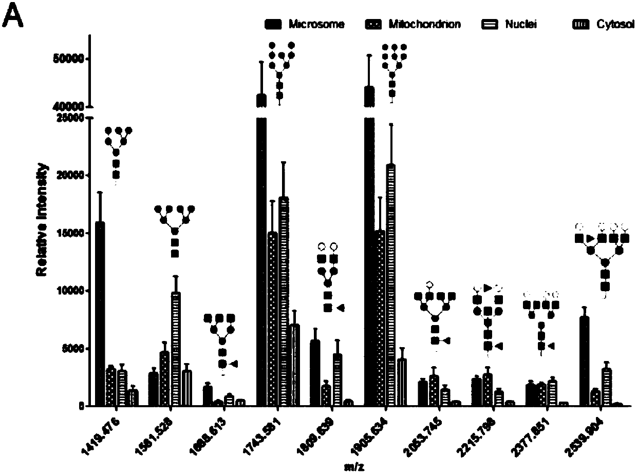 A characteristic n-linked sugar chain of subcellular structure and its application