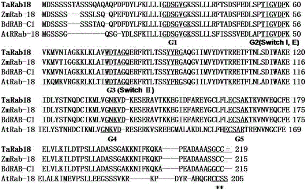 Small GTP binding protein gene TaRab18 and expression vector and application thereof