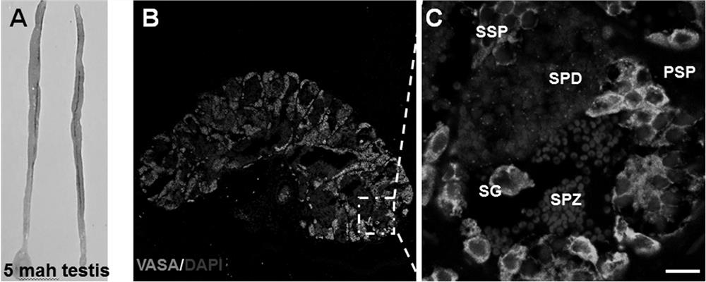 Method for producing functional sperms by 3D in-vitro culture of bostrichthys sinensis spermatogonium