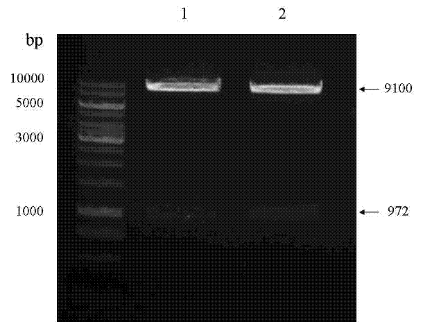 Construction method of human dcf1 gene transgenic drosophila melanogaster model