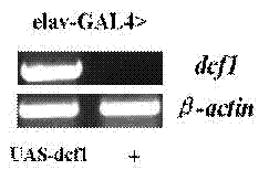 Construction method of human dcf1 gene transgenic drosophila melanogaster model