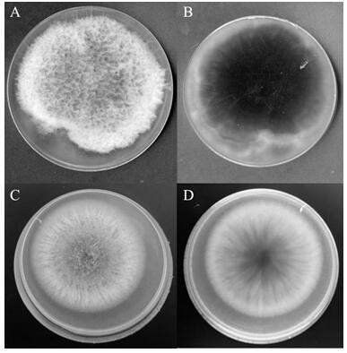 A strain of Burkholderia neocepacia and its application