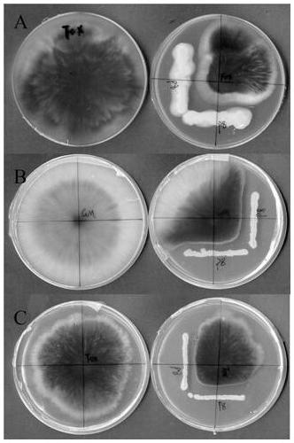 A strain of Burkholderia neocepacia and its application