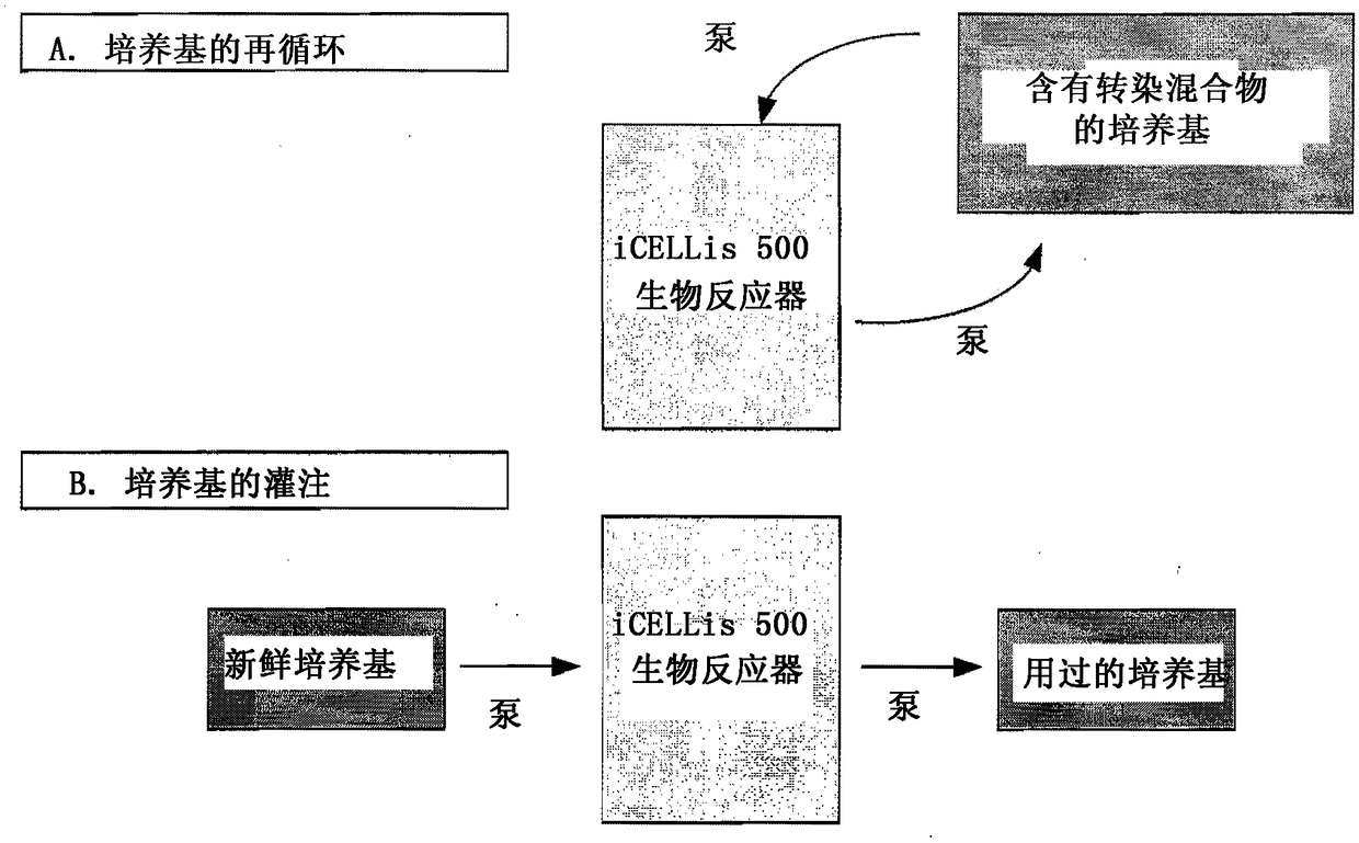 Fixed-bed bioreactor with constant-flow pump/tubing system