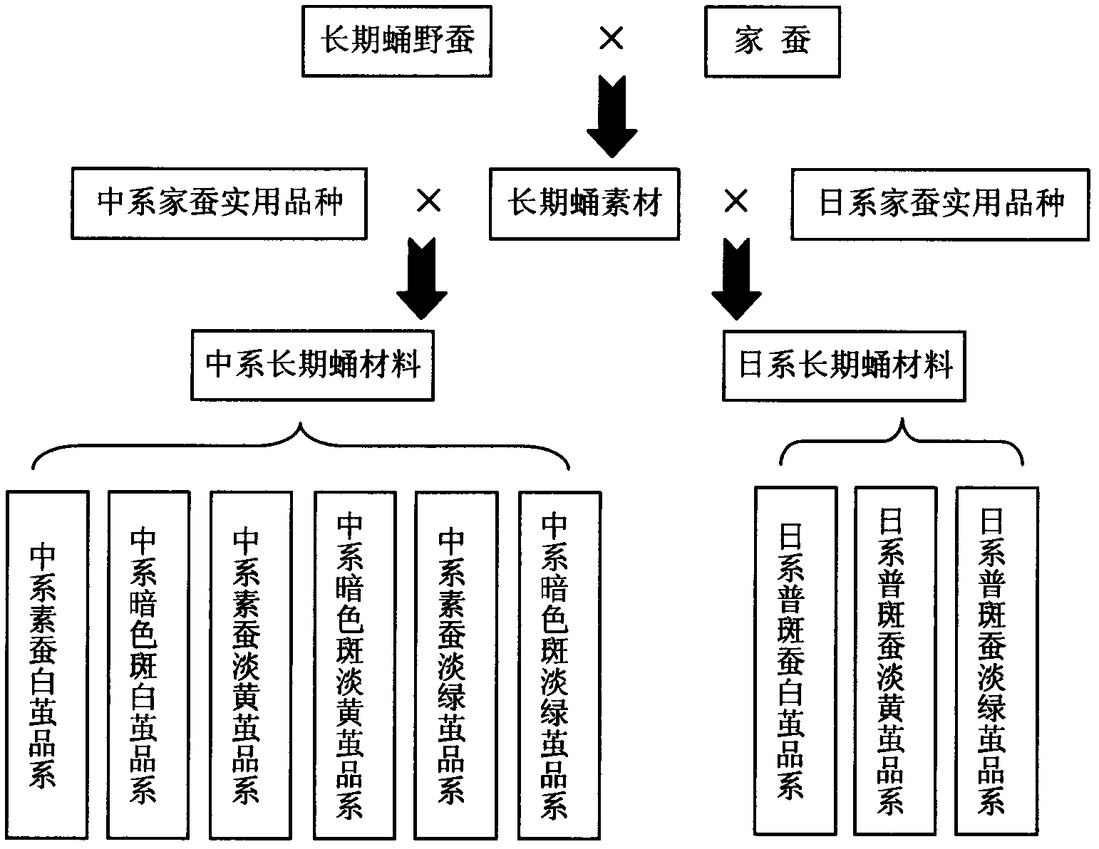 Method for selecting long-term domestic silkworm pupa new material by crossing domestic silkworms and wild silkworms