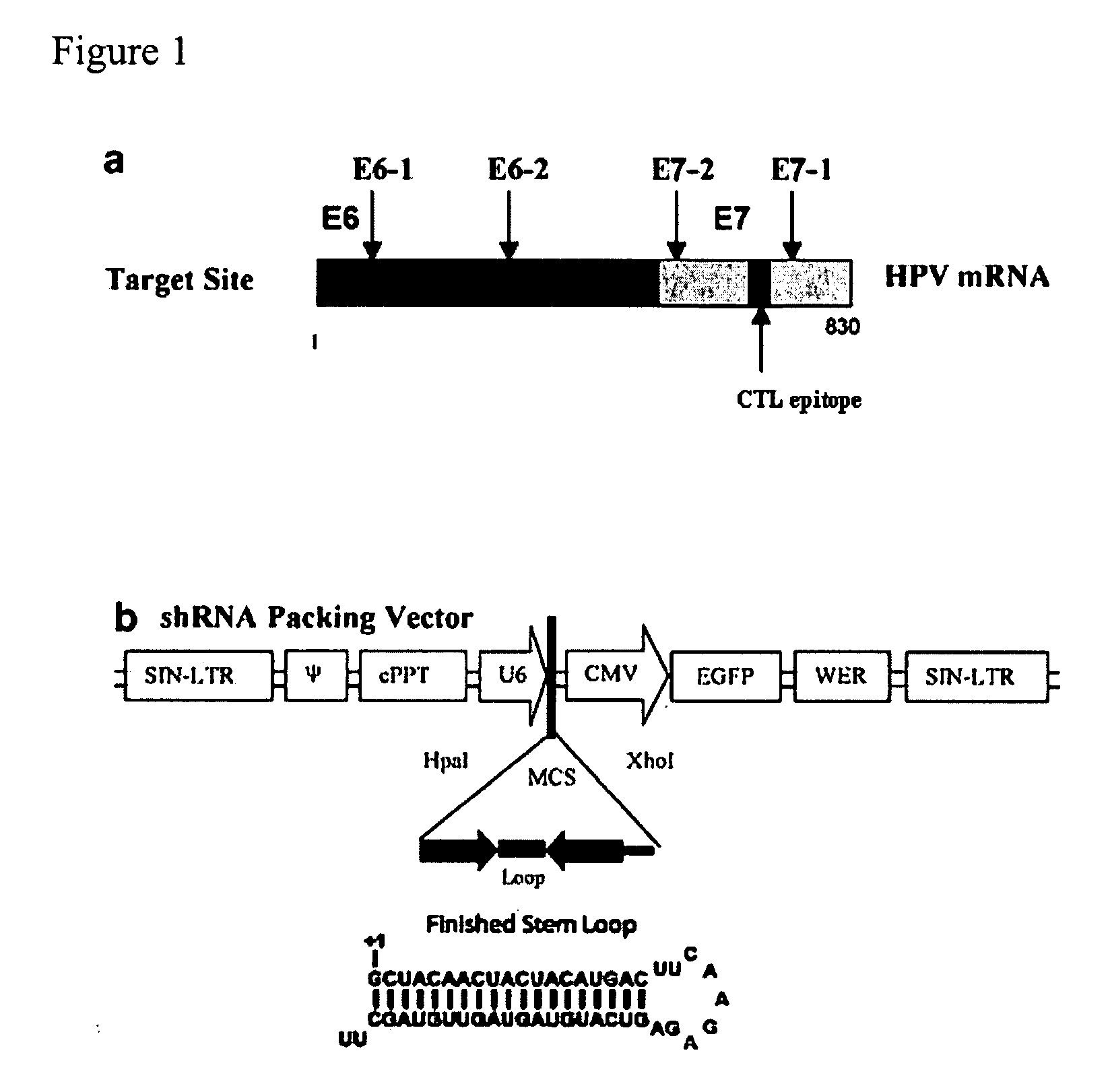 Method of inducing an immune response