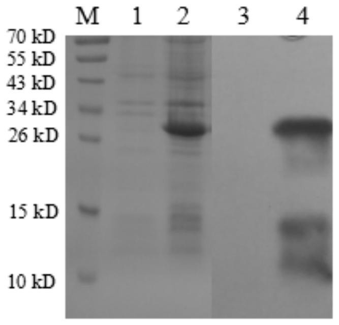 A kind of anti-ibrv single-chain antibody, its preparation method and application