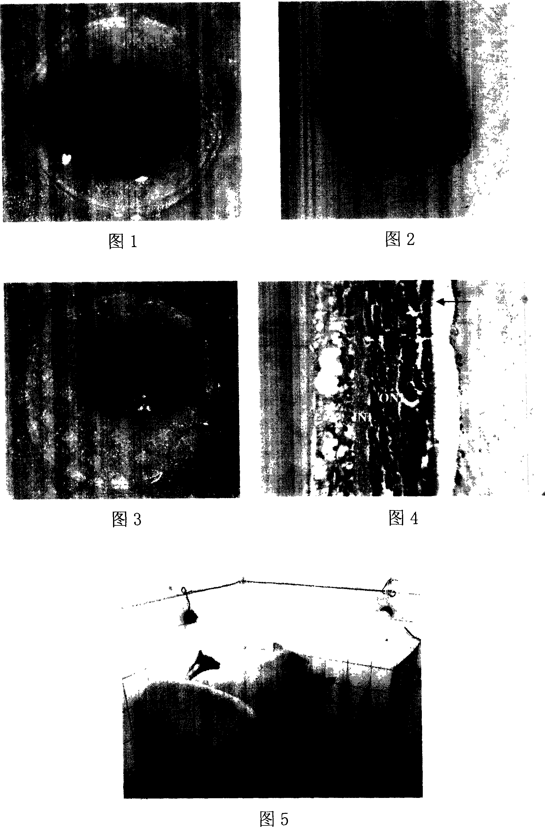 Method for in vitro separation of full-thickness retina tissue