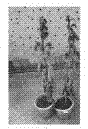 (Aspergillus fumigates)Ty-1 and application of (Aspergillus fumigates)Ty-1