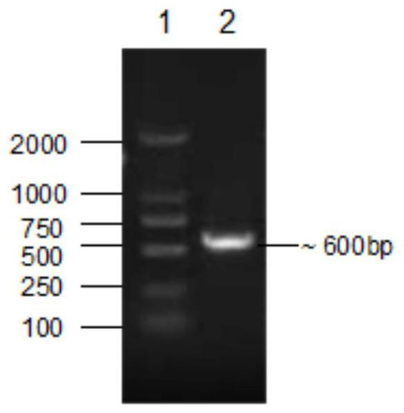 Cordyceps sinensis Zjb18002 and its application