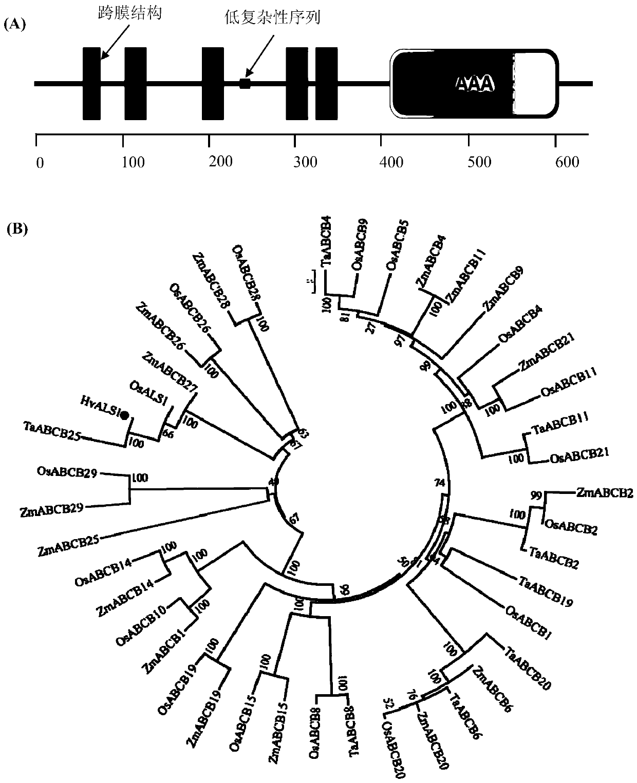 Barley hvals1 gene and its use