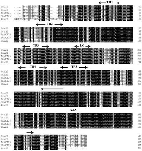 Barley hvals1 gene and its use