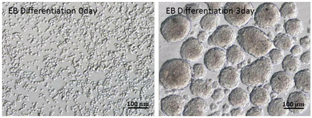 Method for obtaining haploid germ cells through in-vitro differentiation of human skin stem cells