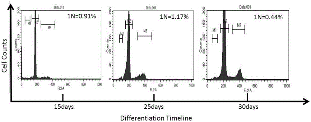 Method for obtaining haploid germ cells through in-vitro differentiation of human skin stem cells