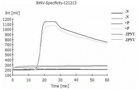 RT-LAMP detection primer pairs, kit and detection method for infectious haematopoietic necrosis virus (IHNV)