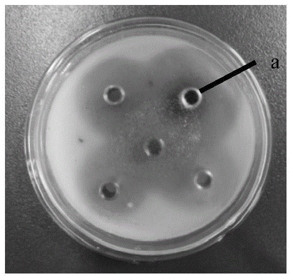 Aspergillus clavatus for producing feruloyl esterase and application thereof