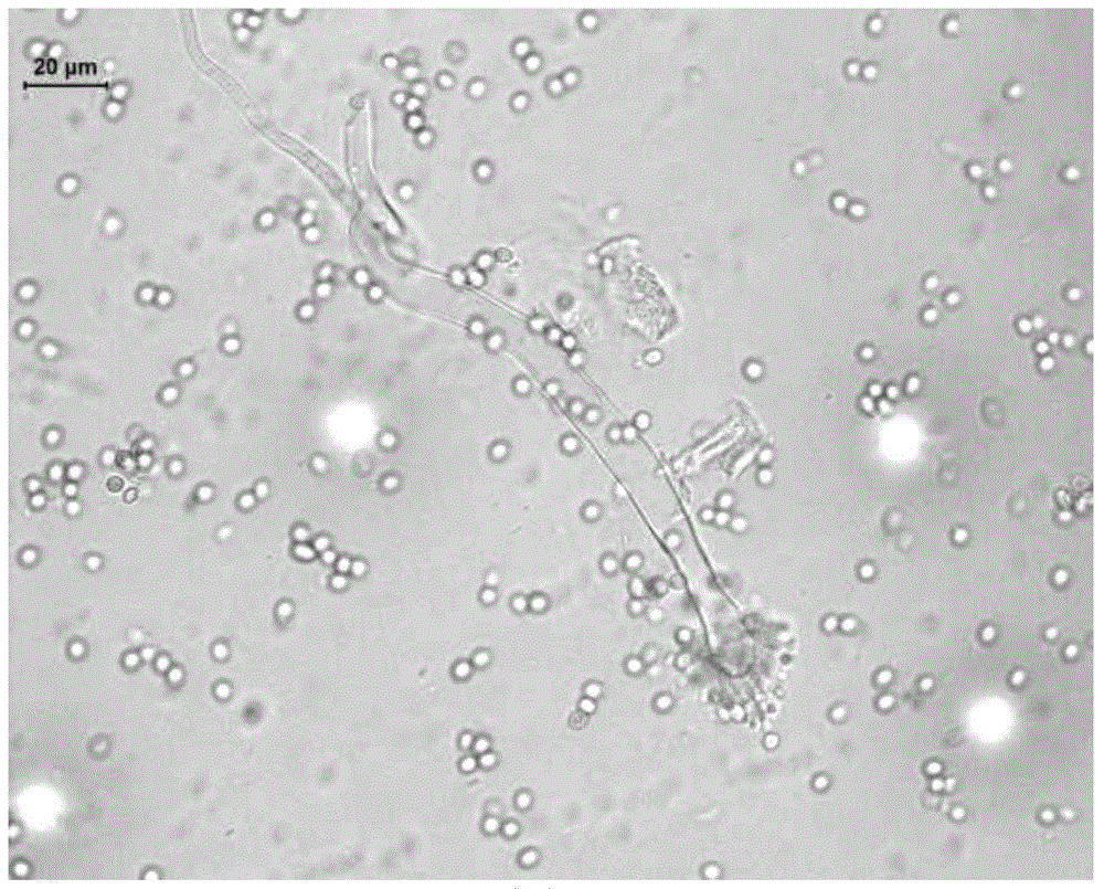 Aspergillus clavatus for producing feruloyl esterase and application thereof