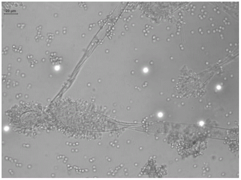 Aspergillus clavatus for producing feruloyl esterase and application thereof