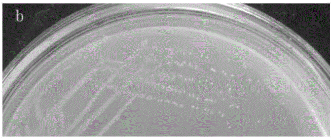 Bacterial strain capable of degrading pyridine and ammonia nitrogen, preparation method and application of bacterial strain