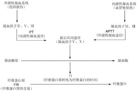 Apocynum venetum polysaccharide, extraction method and application thereof