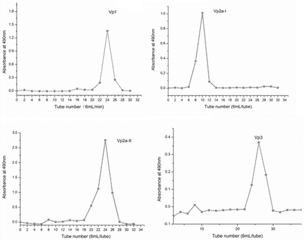 Apocynum venetum polysaccharide, extraction method and application thereof