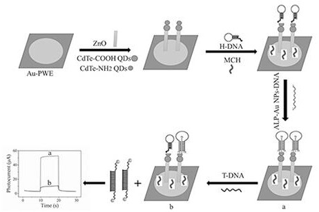 A method for nucleic acid detection based on cascaded photoactive materials and a triple-helix molecular switch