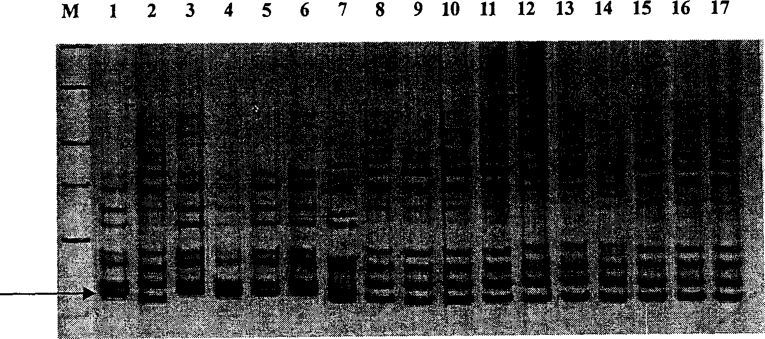 Cotton high-strong fiber gene major gene site and moloecular labelling thereof