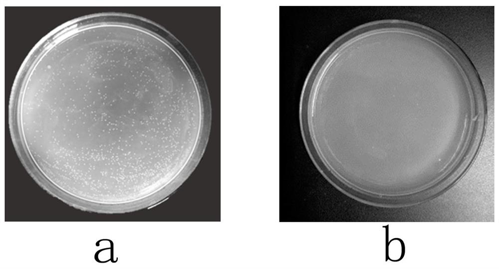 Cl-modified GQD/ZnO/acidified attapulgite nano-composite antibacterial agent and preparation method thereof