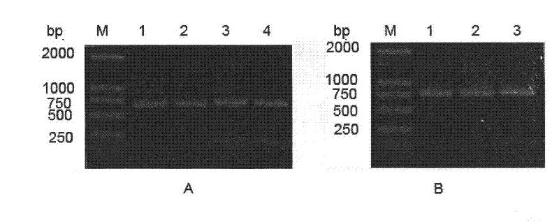 Antibody, and coding gene and application thereof