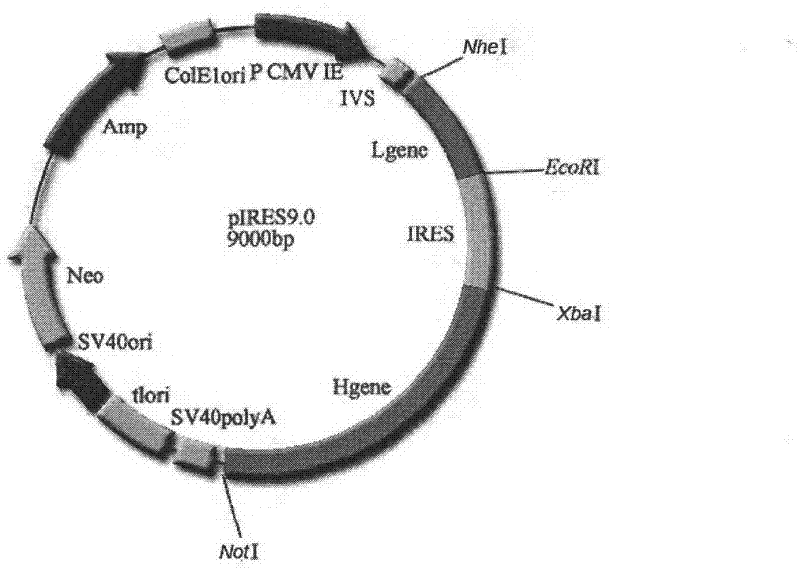 Antibody, and coding gene and application thereof