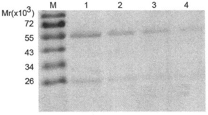 Antibody, and coding gene and application thereof