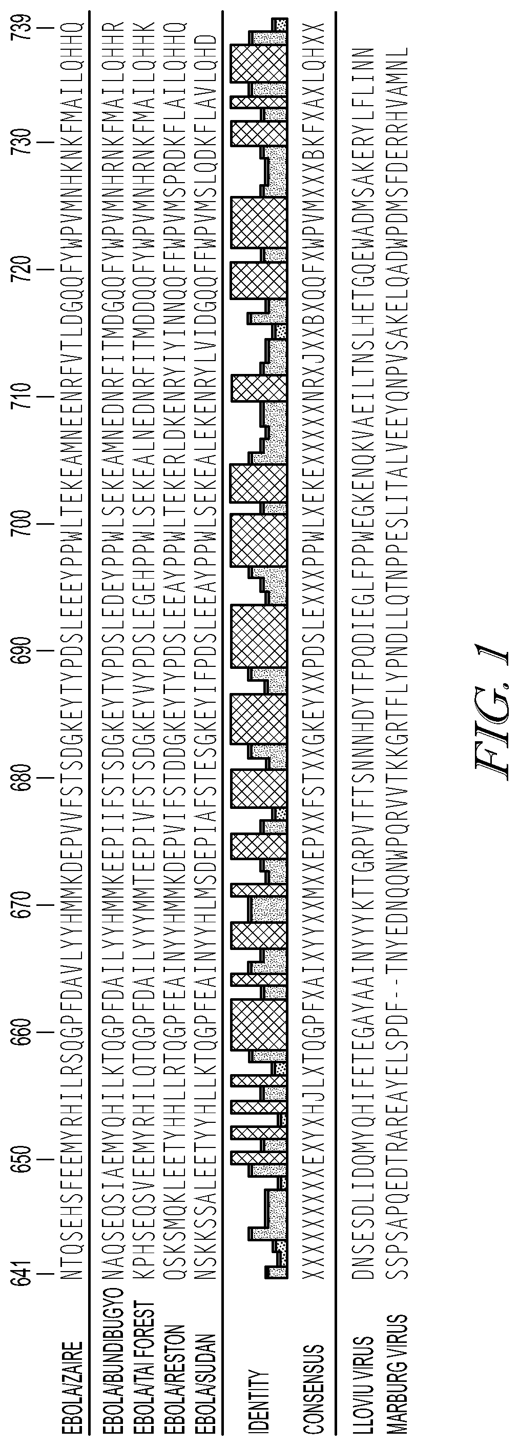 Recombinant antibodies that recognize the C-terminal domains of Ebola virus nucleoprotein