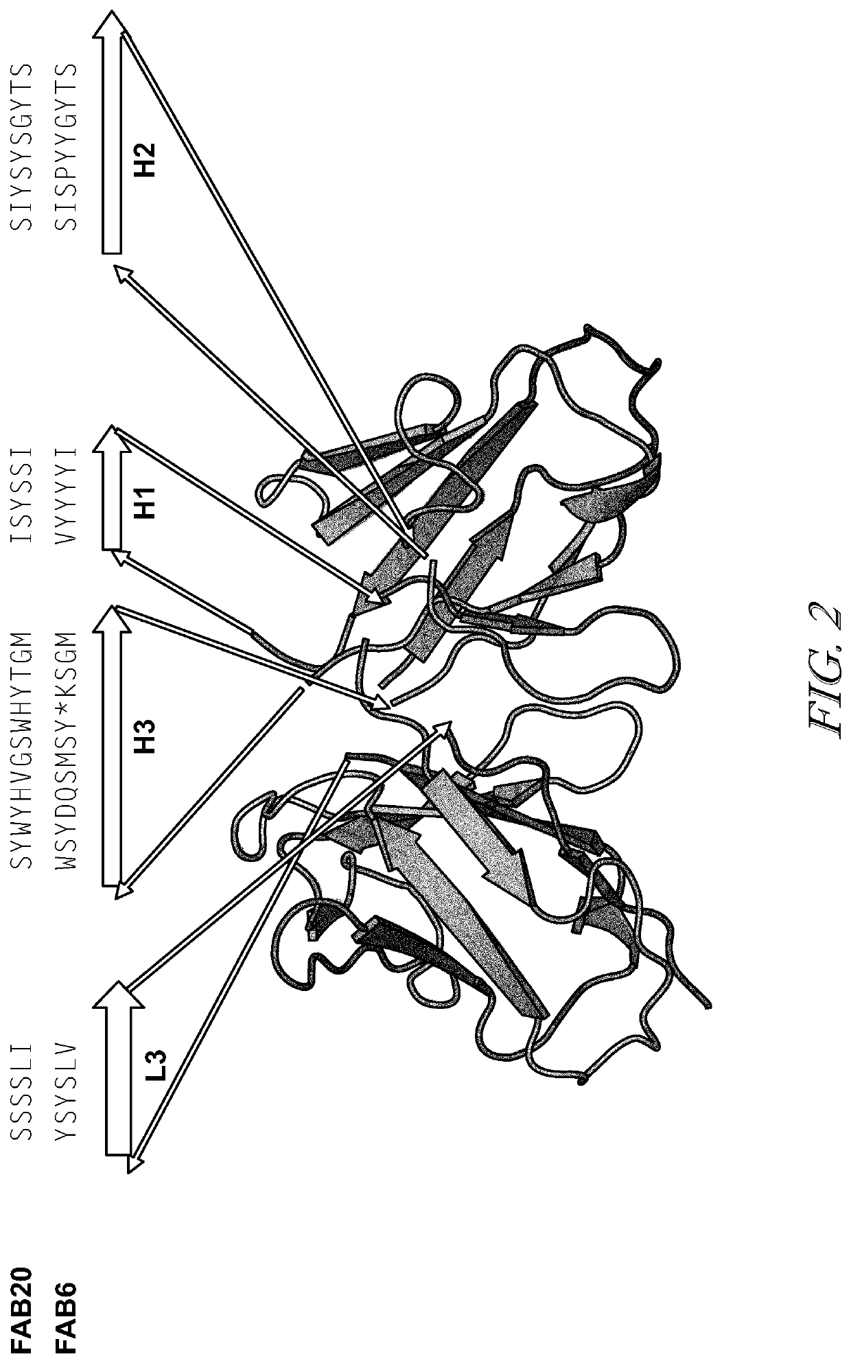 Recombinant antibodies that recognize the C-terminal domains of Ebola virus nucleoprotein