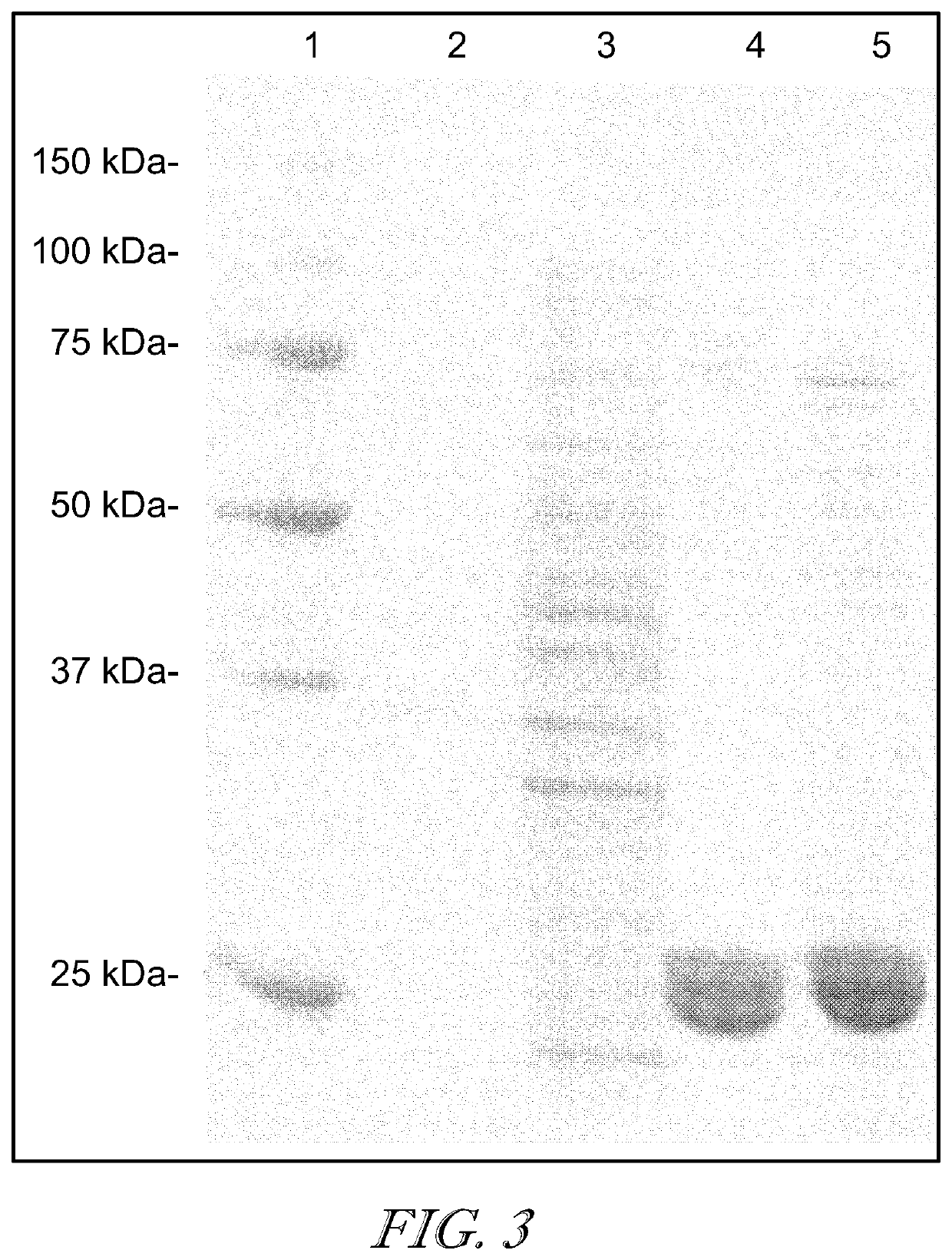 Recombinant antibodies that recognize the C-terminal domains of Ebola virus nucleoprotein