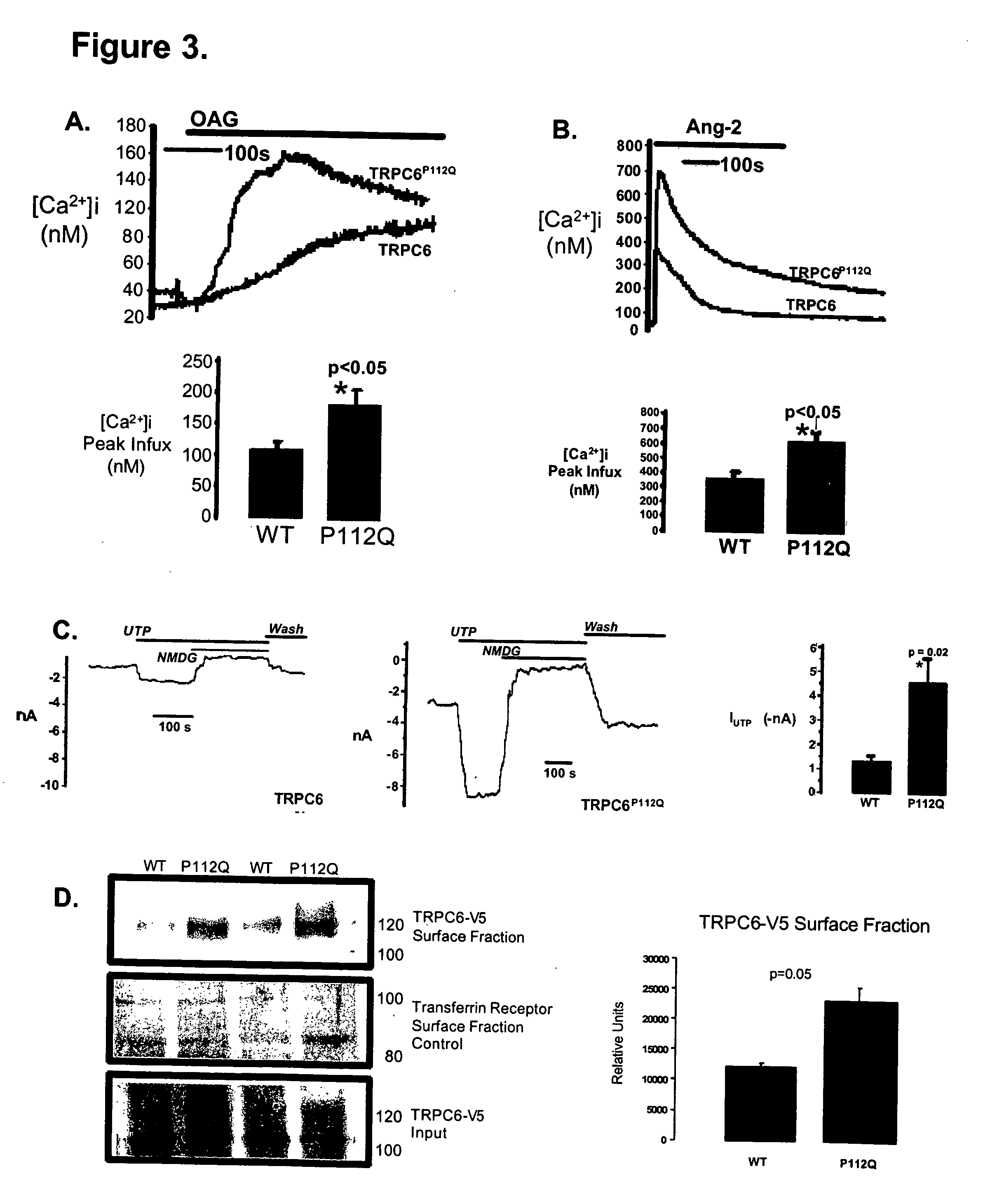 TRPC6 involved in glomerulonephritis