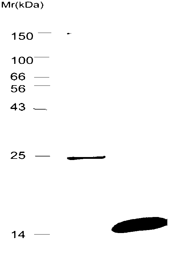 Preparation method for nacre protein N16 and application of nacre protein N16 in preparation of drugs for prevention and treatment of orthopedic diseases