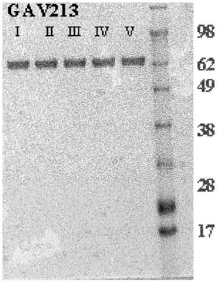 Polypeptide with glucoamylase activity and preparation method thereof