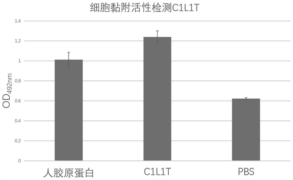 Recombinant I-type humanized collagen C1L1T and preparation method and application thereof