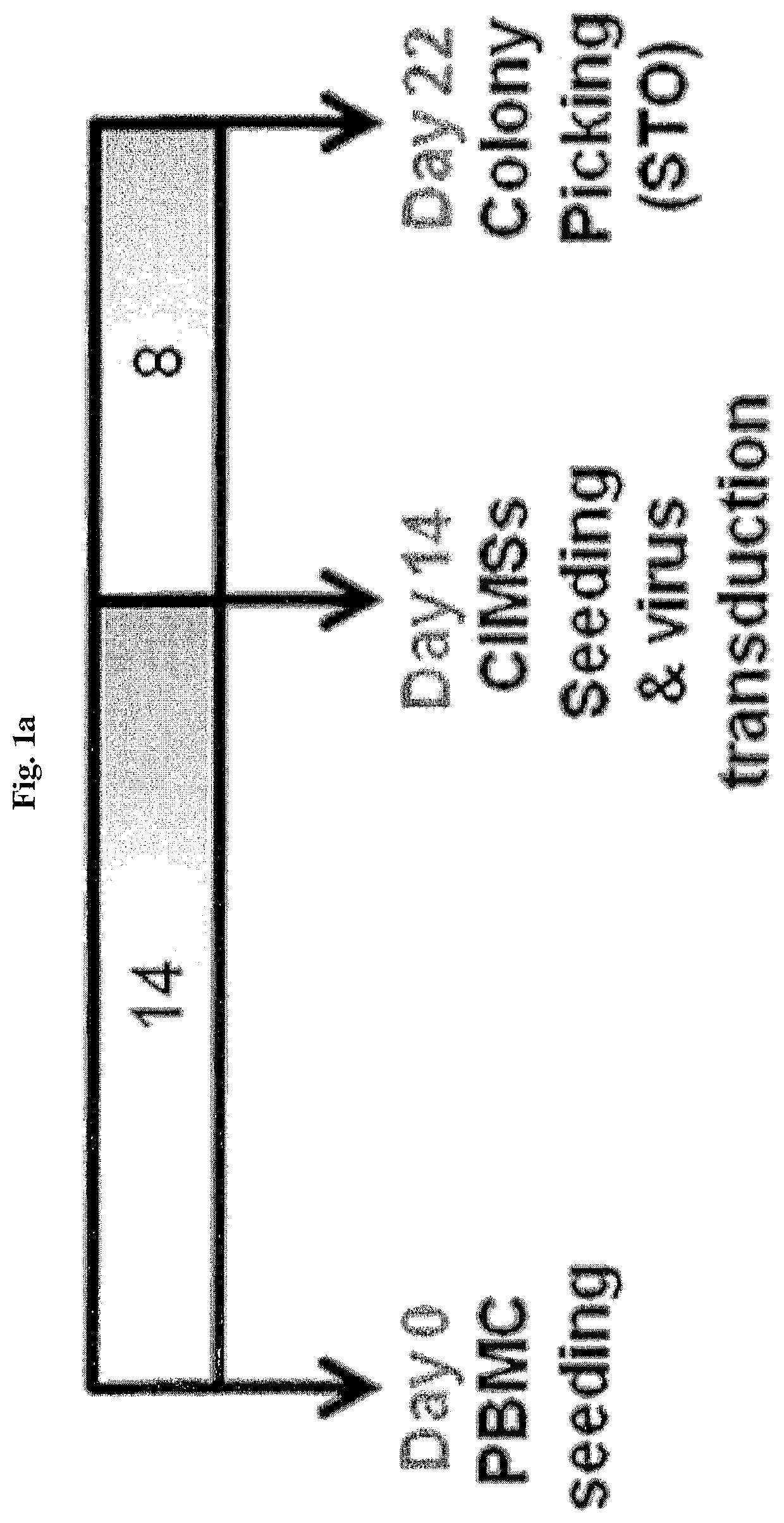 Method for differentiating induced pluripotent stem cells, which are prepared from endocardium-derived adult stem cells, into cardiovascular cells, and use thereof