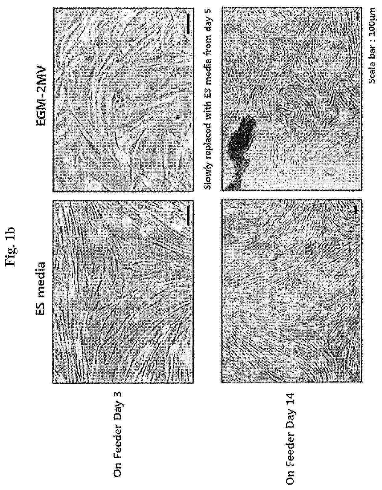 Method for differentiating induced pluripotent stem cells, which are prepared from endocardium-derived adult stem cells, into cardiovascular cells, and use thereof