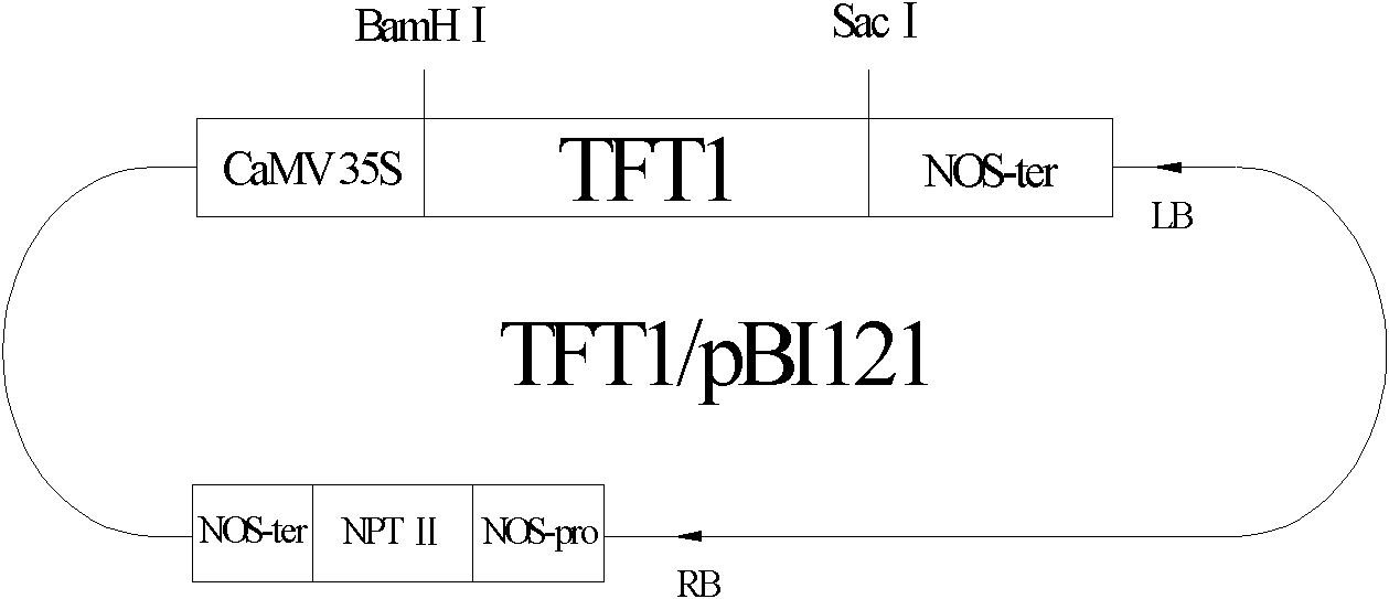 Application of tomato TFT1 gene to improving salt tolerance of crops