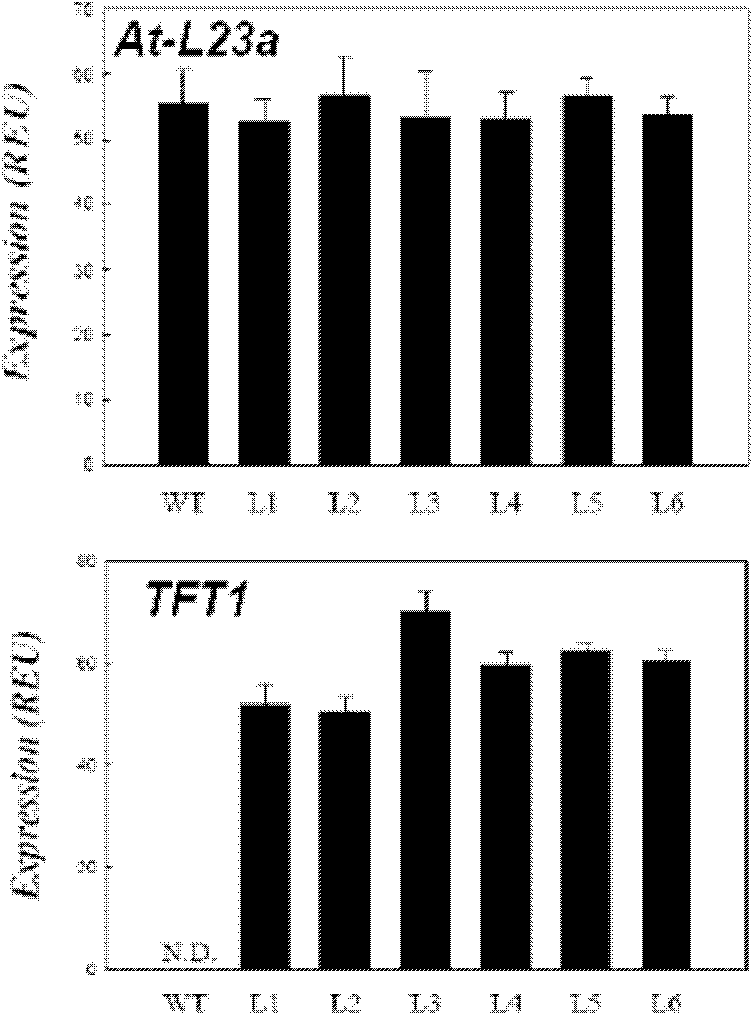 Application of tomato TFT1 gene to improving salt tolerance of crops