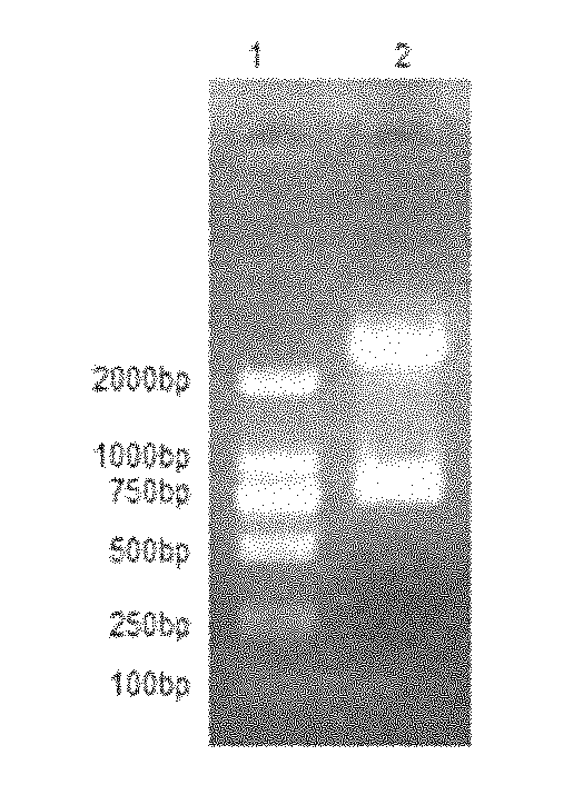 Korean novel duck hepatitis viral antibody ELISA (Enzyme-Linked Immunosorbent Assay) detection kit